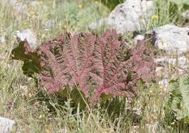 Attēlu rezultāti vaicājumam “Rheum rhabarbarum flower”