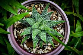Image result for Haworthia
