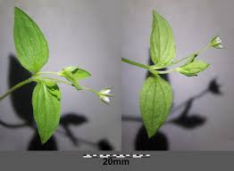 Attēlu rezultāti vaicājumam “Moehringia trinervia”