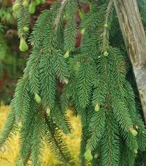 Attēlu rezultāti vaicājumam “Picea abies leaf”