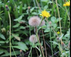 Attēlu rezultāti vaicājumam “Leontodon hispidus leaf”