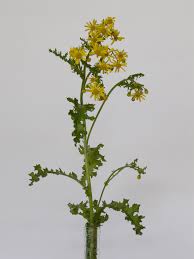 Attēlu rezultāti vaicājumam “Senecio vernalis bud”