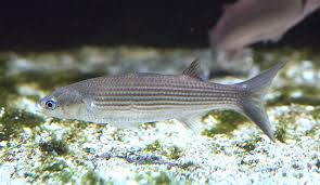 Image result for Chelon labrosus