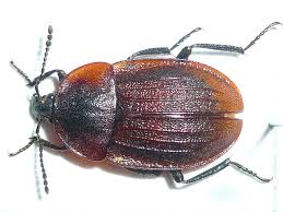 Attēlu rezultāti vaicājumam “Phosphuga atrata”