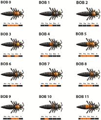 Attēlu rezultāti vaicājumam “Hymenoptera”