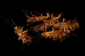 Image result for periplaneta americana