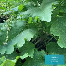 Attēlu rezultāti vaicājumam “Arctium lappa leaf”