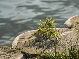 Attēlu rezultāti vaicājumam “Najas marina leaf”