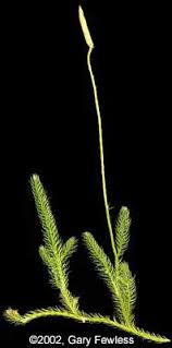 Attēlu rezultāti vaicājumam “Lignydium muscorum young”