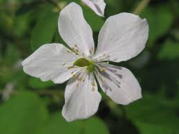 Attēlu rezultāti vaicājumam “Isopyrum thalictroides flower”