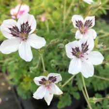 Attēlu rezultāti vaicājumam “Enteridium variabile”