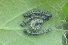 Attēlu rezultāti vaicājumam “Orthosia miniosa imago”