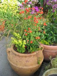 Image result for Alonsoa liniflora