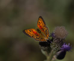 Attēlu rezultāti vaicājumam “Lycaena virgaureae underside”