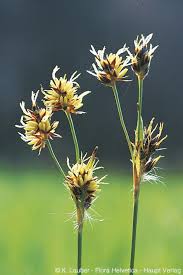Attēlu rezultāti vaicājumam “Luzula campestris flower”