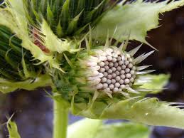 Attēlu rezultāti vaicājumam “Cirsium oleraceum flower”
