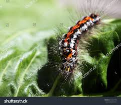 Attēlu rezultāti vaicājumam “Euproctis similis larva”