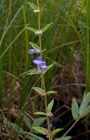 Attēlu rezultāti vaicājumam “Scutellaria galericulata leaf”