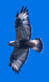 Attēlu rezultāti vaicājumam “Buteo lagopus”