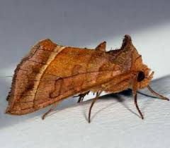 Attēlu rezultāti vaicājumam “Diachrysia tutti”