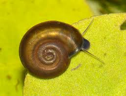 Attēlu rezultāti vaicājumam “Planorbis planorbis”