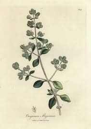 Image result for Origanum majorana