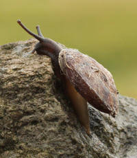 Attēlu rezultāti vaicājumam “Helicidae”