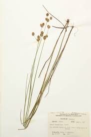 Attēlu rezultāti vaicājumam “Juncaceae”