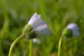 Attēlu rezultāti vaicājumam “Bellis perennis bud”