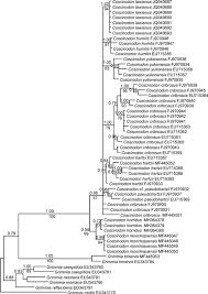 Attēlu rezultāti vaicājumam “Grimmia muehlenbeckii sporophyte”