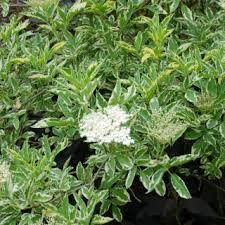Attēlu rezultāti vaicājumam “Sambucus”