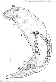 Attēlu rezultāti vaicājumam “Plathelminthes”