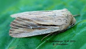 Attēlu rezultāti vaicājumam “Leucania comma”