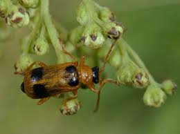 Attēlu rezultāti vaicājumam “Phyllobrotica quadrimaculata”