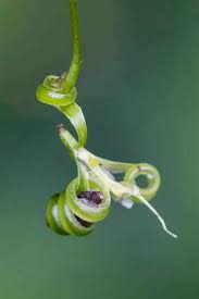 Attēlu rezultāti vaicājumam “Impatiens parviflora fruit”
