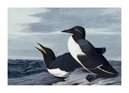 Image result for Uria aalge