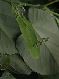 Attēlu rezultāti vaicājumam “Tilia tomentosa leaf”