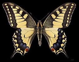 Attēlu rezultāti vaicājumam “Papilio machaon underside”