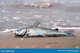 Image result for Ariopsis felis