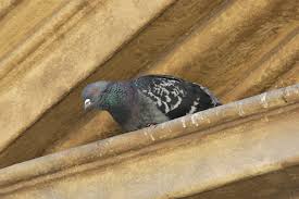 Attēlu rezultāti vaicājumam “Columba livia f. domestica”