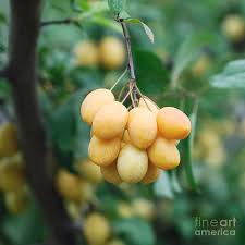 Attēlu rezultāti vaicājumam “Prunus cerasifera fruit”