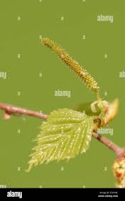Attēlu rezultāti vaicājumam “Betula pendula flower”