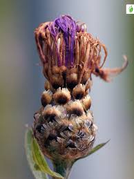 Attēlu rezultāti vaicājumam “Centaurea jacea fruit”