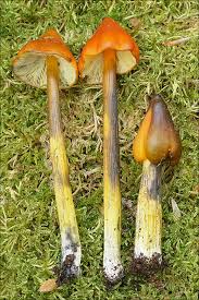 Attēlu rezultāti vaicājumam “Hygrocybe pseudoconica”