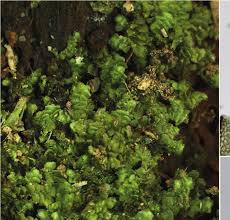 Attēlu rezultāti vaicājumam “Anastrophyllum hellerianum”