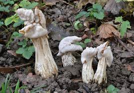 Attēlu rezultāti vaicājumam “Helvella”