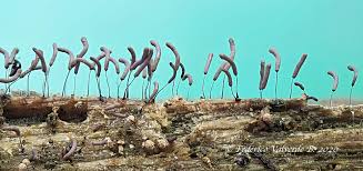 Attēlu rezultāti vaicājumam “Stemonitopsis typhina young”