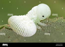 Attēlu rezultāti vaicājumam “Cimbex femoratus larva”