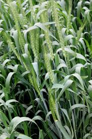 Attēlu rezultāti vaicājumam “Triticum aestivum”