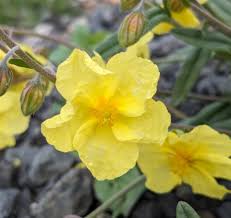 Attēlu rezultāti vaicājumam “Helianthemum nummularium”